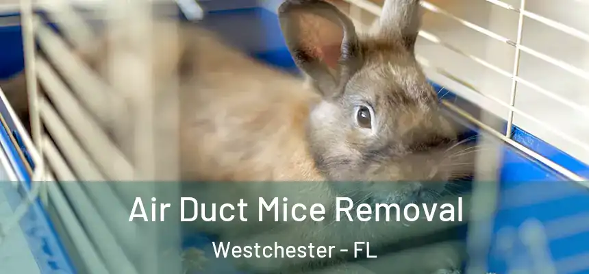 Air Duct Mice Removal Westchester - FL